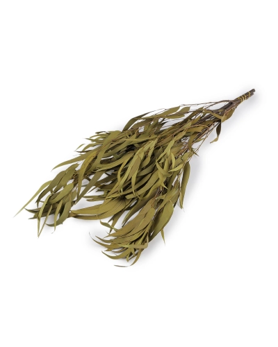 Stabilizovaný eukalyptus zväzok - 1 zväzok | Mimib