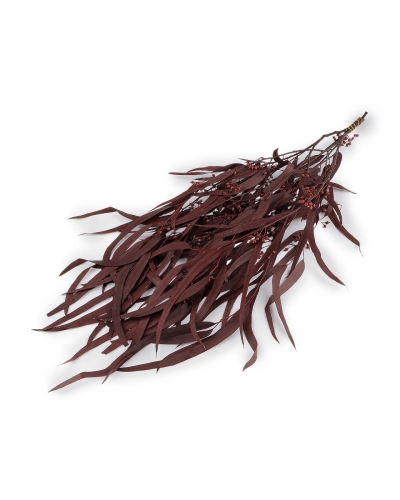 Stabilizovaný eukalyptus zväzok - 1 zväzok | Mimib