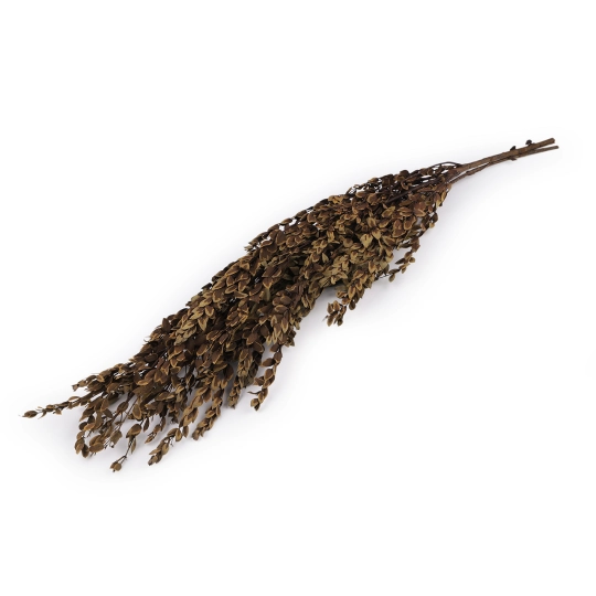 Stabilizovaný olivovník zväzok - 1 zväzok | Mimib