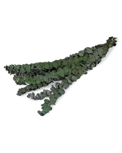 Stabilizovaný eukalyptus zväzok - 1 zväzok | Mimib